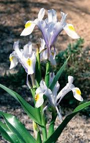 Attēlu rezultāti vaicājumam “Iris rosenbachiana flower”