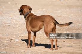 Attēlu rezultāti vaicājumam “Canis lupus familiaris”