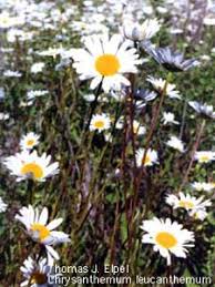 Image result for Chrysanthemum leucanthemum