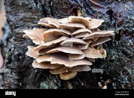 Attēlu rezultāti vaicājumam “Panellus serotinus”