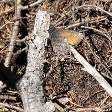 Attēlu rezultāti vaicājumam “Oeneis jutta underside”