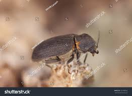 Attēlu rezultāti vaicājumam “Anobium pertinax”