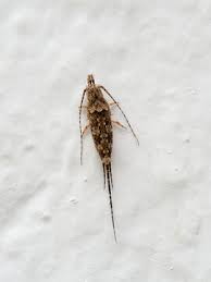 Attēlu rezultāti vaicājumam “Machilidae”