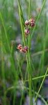 Attēlu rezultāti vaicājumam “Juncus filiformis”