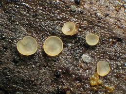 Attēlu rezultāti vaicājumam “Hyalorbilia inflatula”