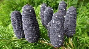 Attēlu rezultāti vaicājumam “Abies veitchii”