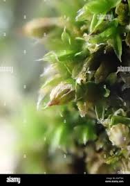 Attēlu rezultāti vaicājumam “Orthotrichum diaphanum”