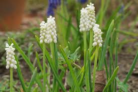 Attēlu rezultāti vaicājumam “Muscari botryoides flower”