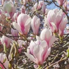 Attēlu rezultāti vaicājumam “Magnolia x soulangeana”