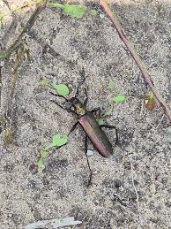 Attēlu rezultāti vaicājumam “Aromia moschata”