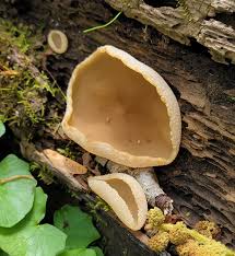 Attēlu rezultāti vaicājumam “Peziza varia”