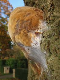 Attēlu rezultāti vaicājumam “Phellinus robustus”