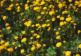 Attēlu rezultāti vaicājumam “Ranunculus repens flower”