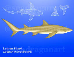 Image result for Negaprion brevirostris