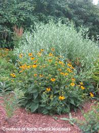 Image result for Rudbeckia fulgida