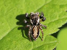 Attēlu rezultāti vaicājumam “Evarcha falcata male”