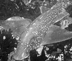 Image result for Hydrolagus colliei