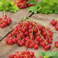 Bildergebnis für rote johannisbeeren