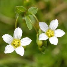 Attēlu rezultāti vaicājumam “Linum catharticum flower”