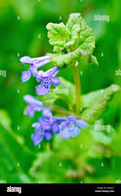 Attēlu rezultāti vaicājumam “Glechoma hederacea leaf”