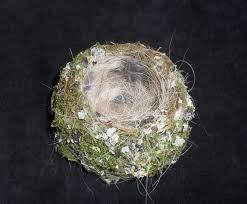 Attēlu rezultāti vaicājumam “Fringilla coelebs nest”