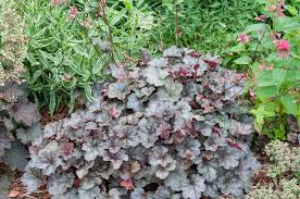 Image result for Heuchera `Swirling Fantasy`