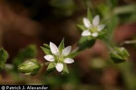Attēlu rezultāti vaicājumam “Arenaria serpyllifolia flower”