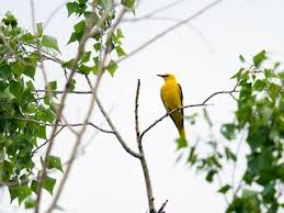 Attēlu rezultāti vaicājumam “Oriolus oriolus”