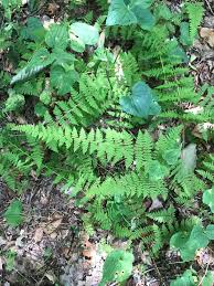 Attēlu rezultāti vaicājumam “Pohlia bulbifera”
