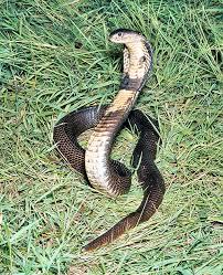 Attēlu rezultāti vaicājumam “Serpentes”