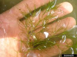 Attēlu rezultāti vaicājumam “Najas minor”