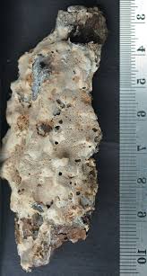 Attēlu rezultāti vaicājumam “Antrodia pulvinascens”