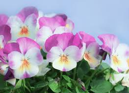 Image result for Hornveilchen