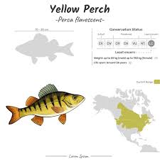 Image result for Perca flavescens