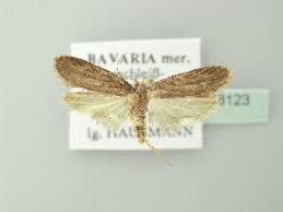 Attēlu rezultāti vaicājumam “Depressaria olerella”