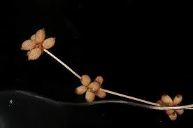 Attēlu rezultāti vaicājumam “Stuckenia filiformis flower”