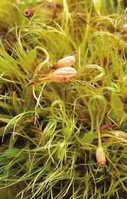 Attēlu rezultāti vaicājumam “Campylopus pyriformis sporophyte”