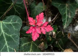 Attēlu rezultāti vaicājumam “Geranium robertianum leaf”