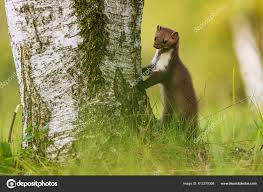 Attēlu rezultāti vaicājumam “Martes foina”