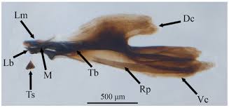 Attēlu rezultāti vaicājumam “Eupeodes nielseni”