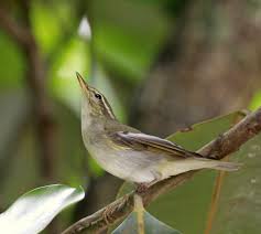 Image result for Phylloscopus borealis