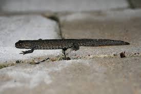 Attēlu rezultāti vaicājumam “Triturus cristatus”