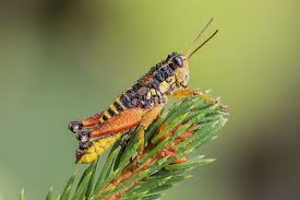 Attēlu rezultāti vaicājumam “Podisma pedestris”