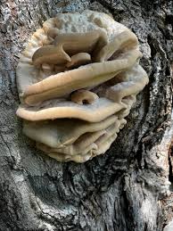 Attēlu rezultāti vaicājumam “Climacodon septentrionalis”