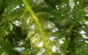 Attēlu rezultāti vaicājumam “Plagiothecium latebricola macro”