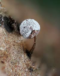 Attēlu rezultāti vaicājumam “Physarum braunianum spores”