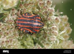 Attēlu rezultāti vaicājumam “Graphosoma lineatum imago”