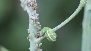 Attēlu rezultāti vaicājumam “Thyatira batis larva”