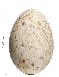 Attēlu rezultāti vaicājumam “Grus grus eggs”