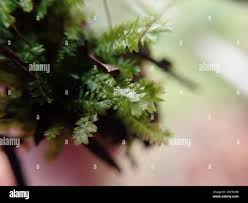 Attēlu rezultāti vaicājumam “Plagiothecium denticulatum”